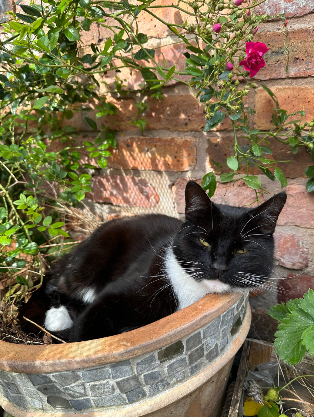 A black and white cat with yellow eyes curled up inside a plant pot by a wall of roses, sunning themselves.